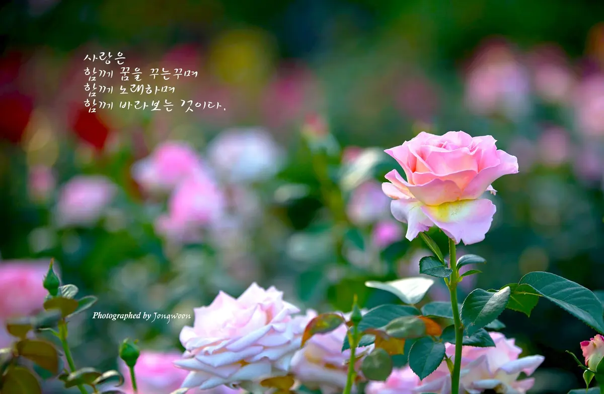 사랑은 함께 꿈을 꾸며 함께 노래하며 함께 바라보는 것이다.